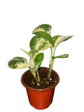 Manjula Pothos