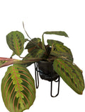 Maranta Leuc. Erythroneura