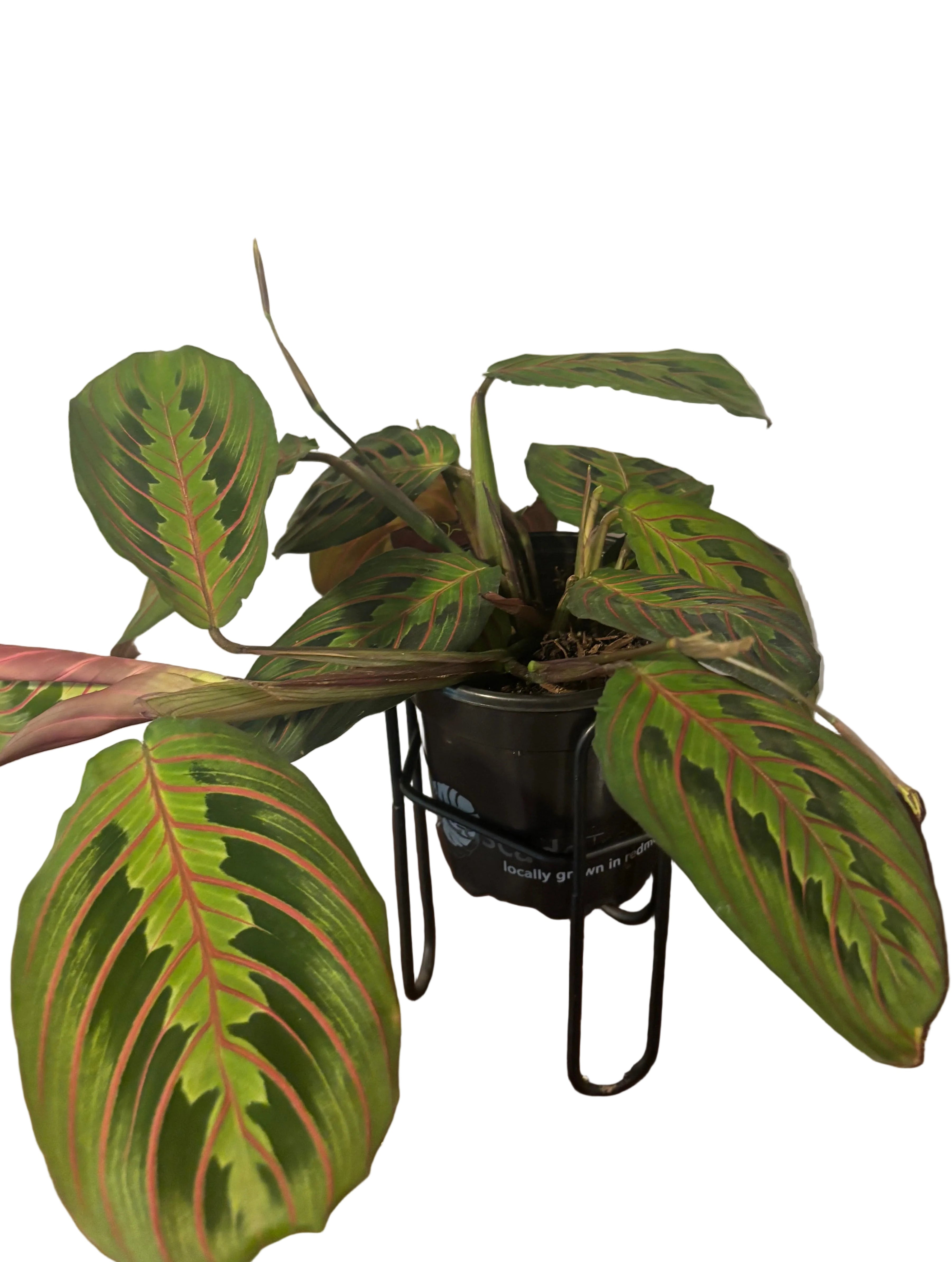Maranta Leuc. Erythroneura