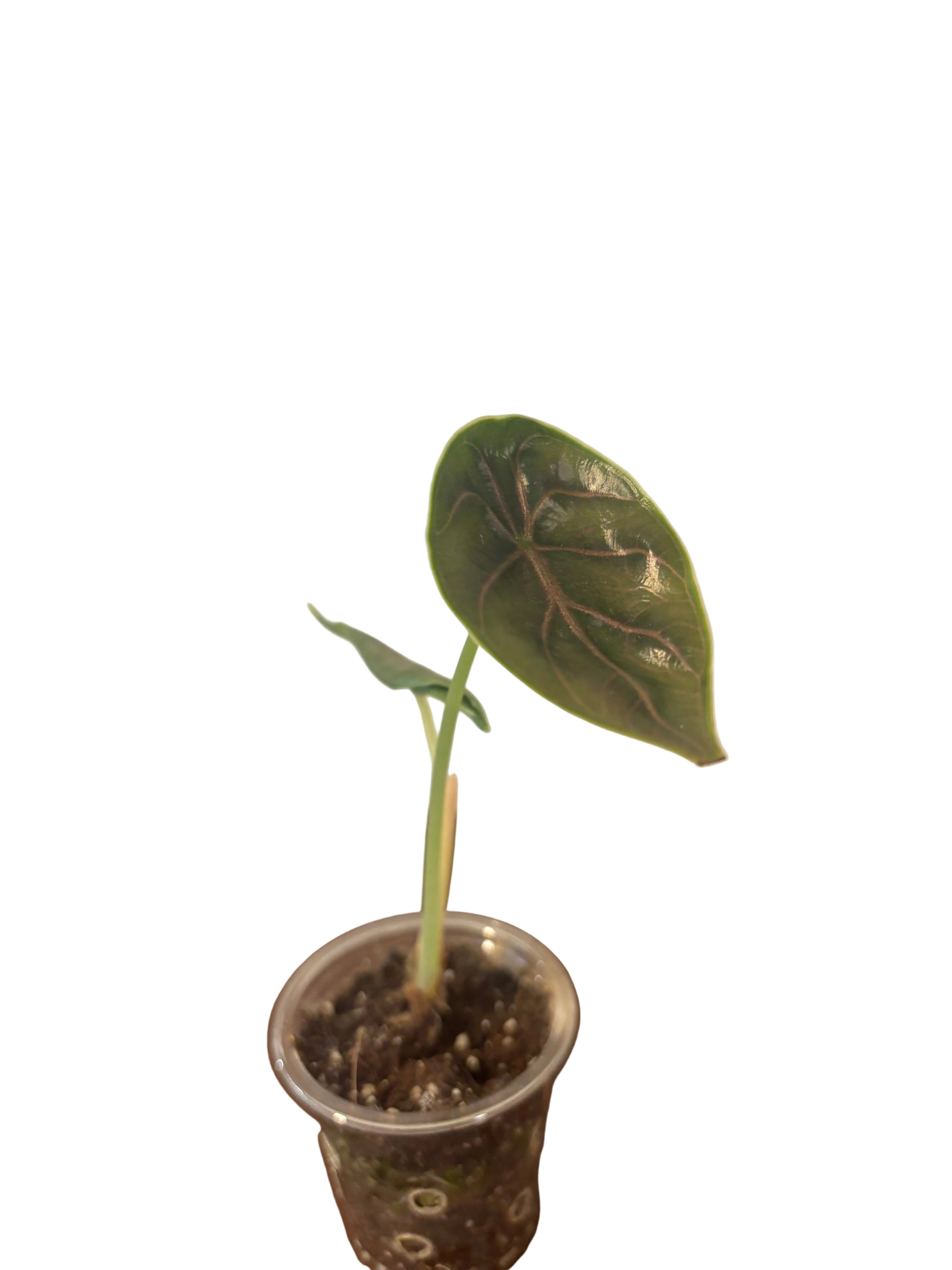 Alocasia Azlanii
