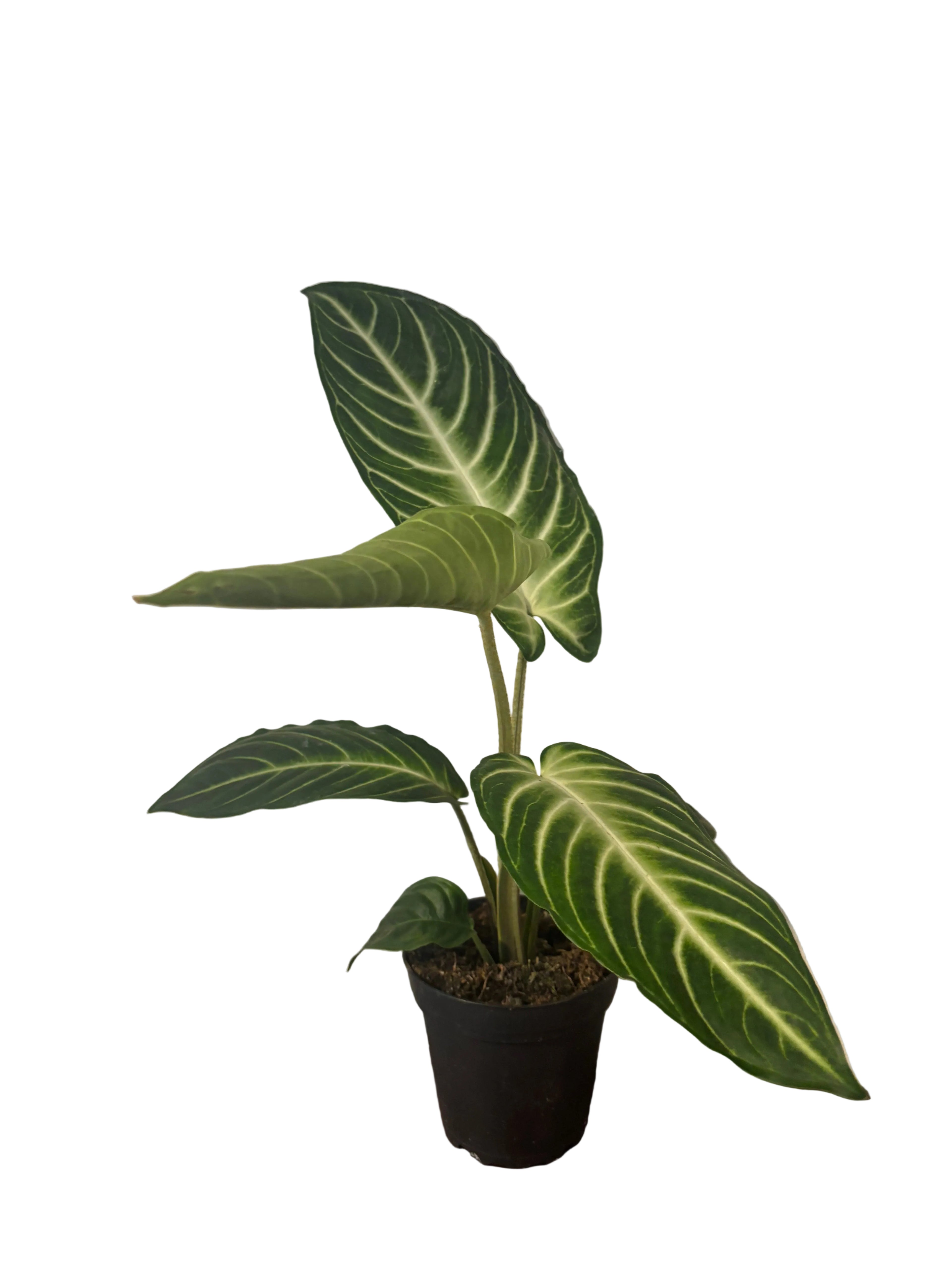 Caladium Lindenii Magnificum