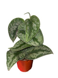 Scindapsus Pic. Exotica
