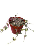 String of Hearts Variegated