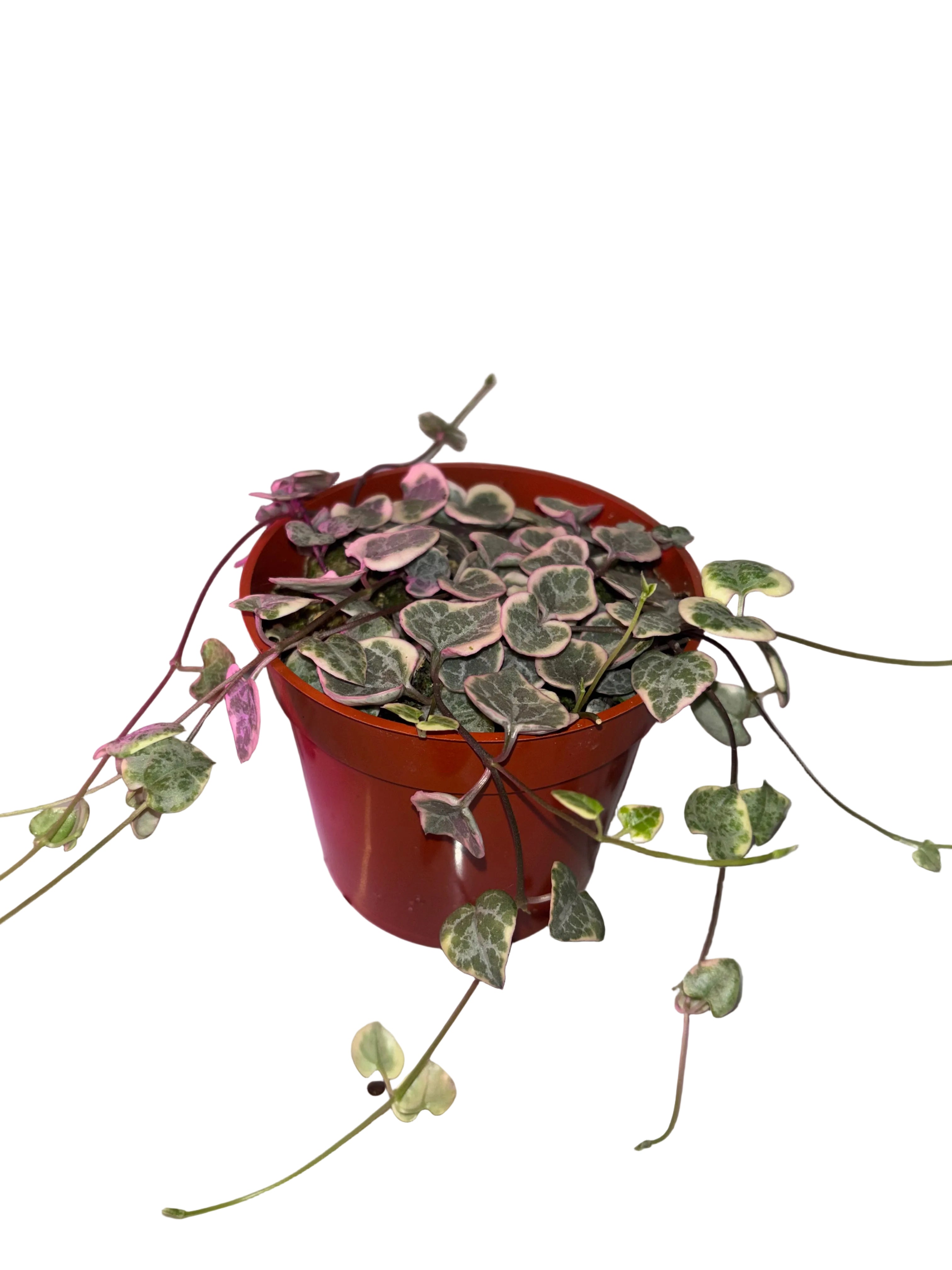 String of Hearts Variegated
