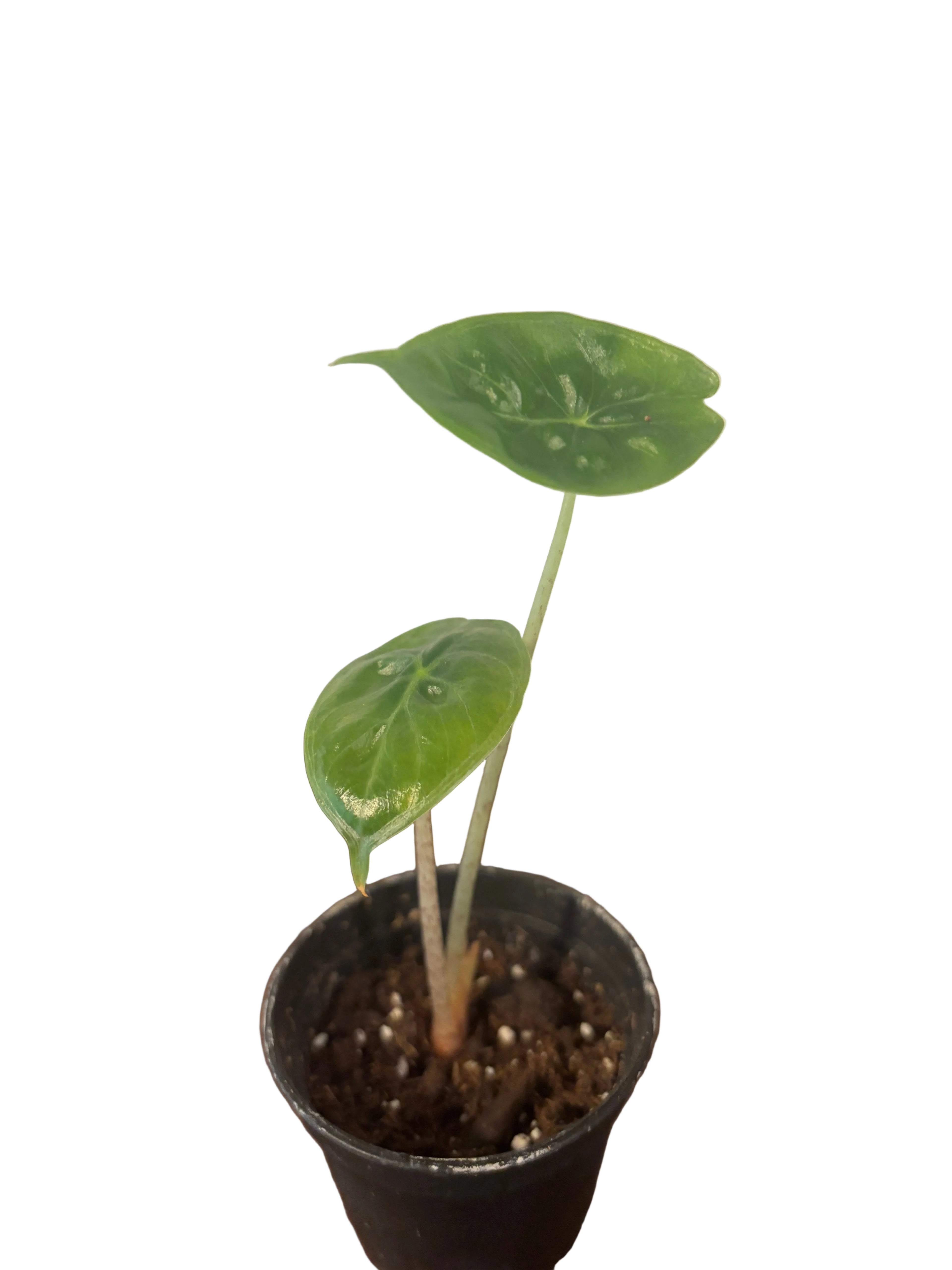 Alocasia Ivory Coast