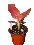 Aglaonema Latosolic Red