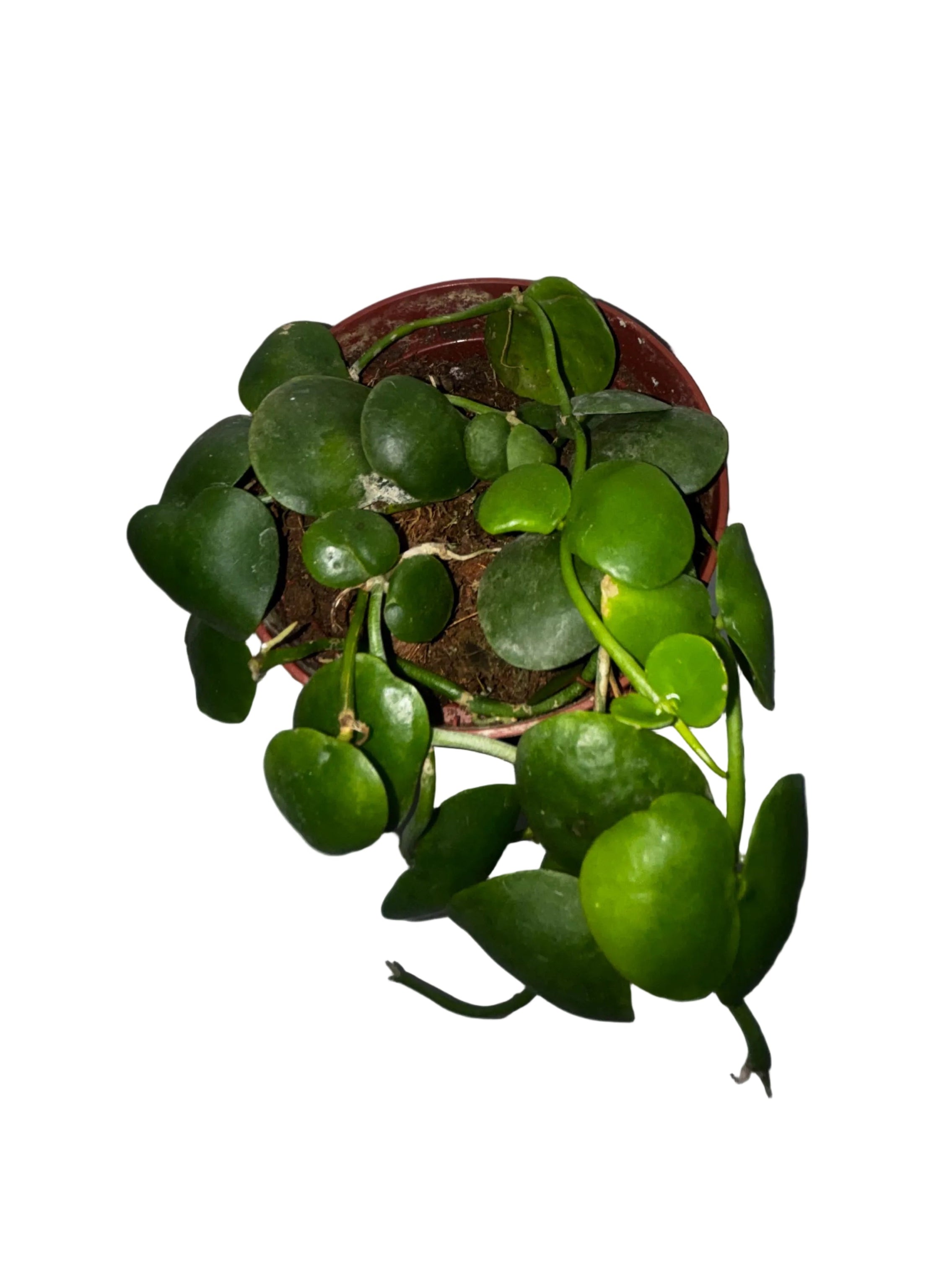 Dischidia Platphylla