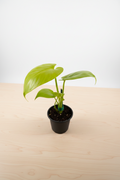Monstera Deliciousa Lemon Lime