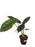 Alocasia Dragon Scale