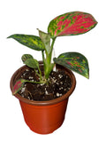 Aglaonema Lady Valentine