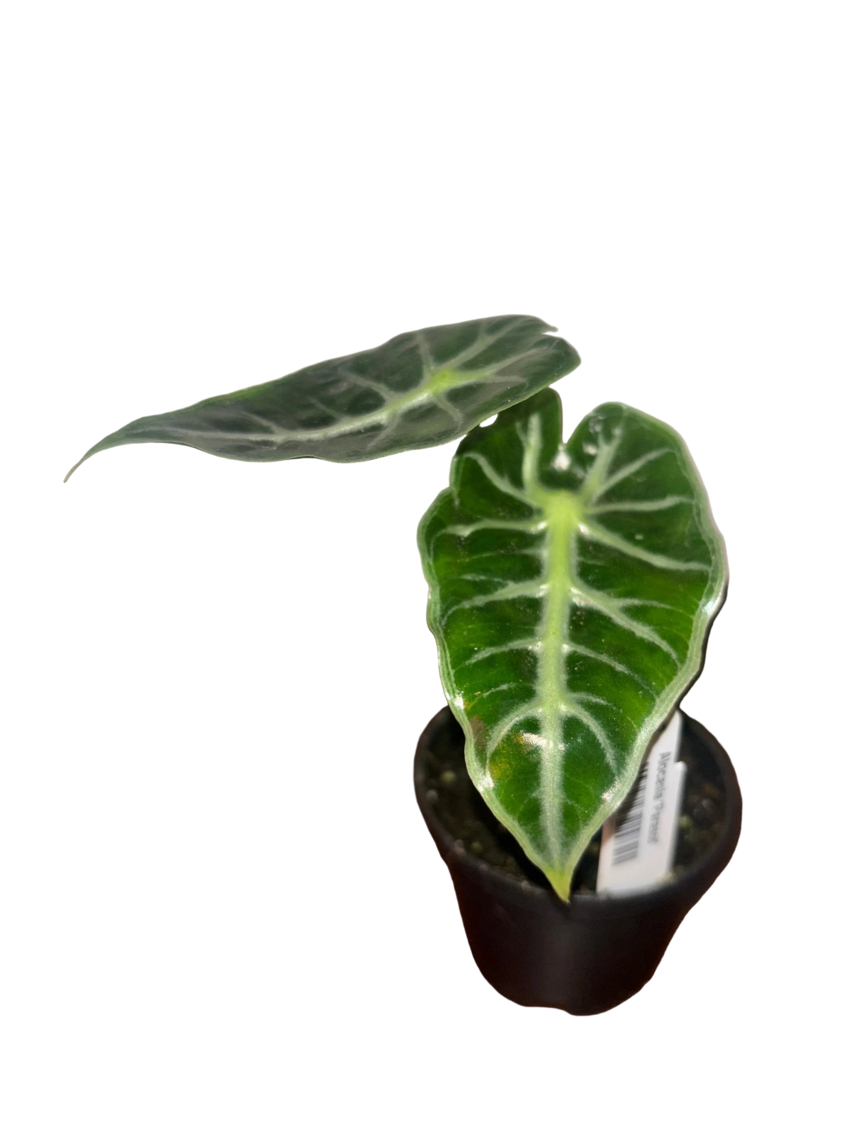 Alocasia Parasol