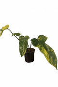 Philodendron Bipennifolium Variegated