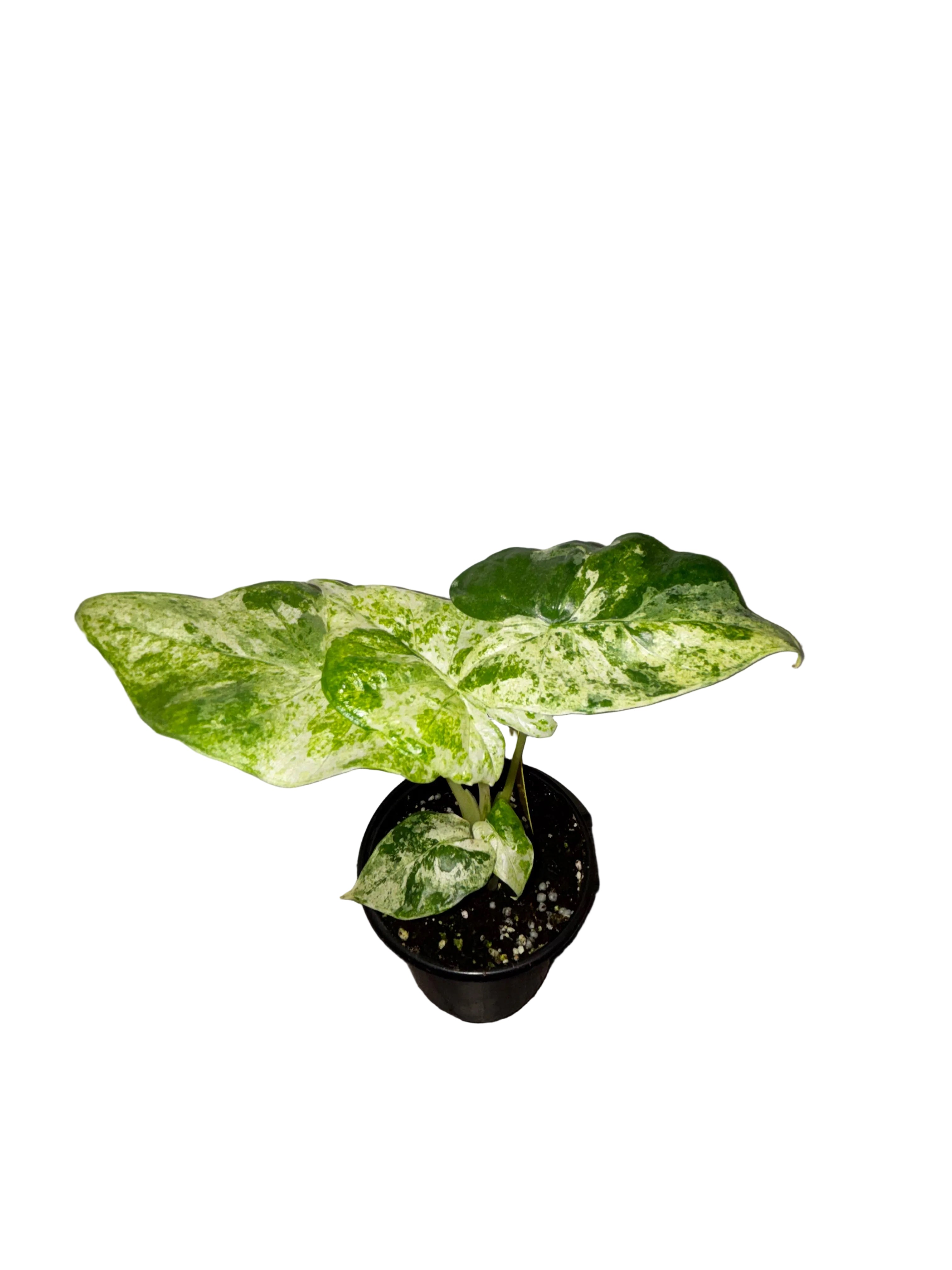 Alocasia Odora Batik