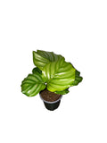 Calathea Orbafolia