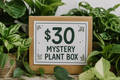 Mystery Plant Box