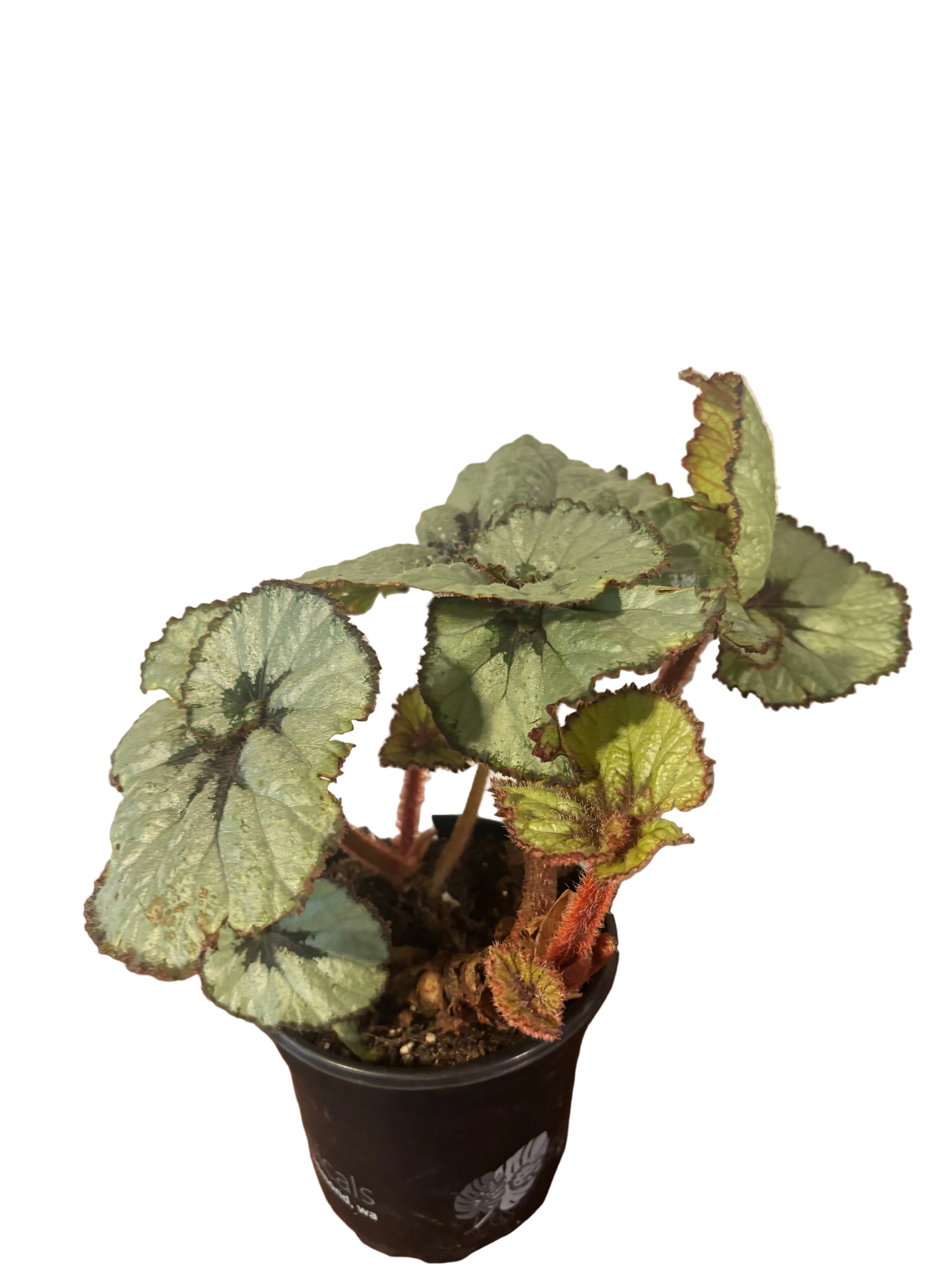 Begonia Escargot