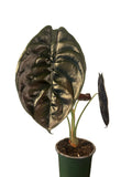 Alocasia Cuprea Red Secret