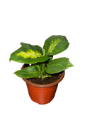 Dieffenbachia Camille