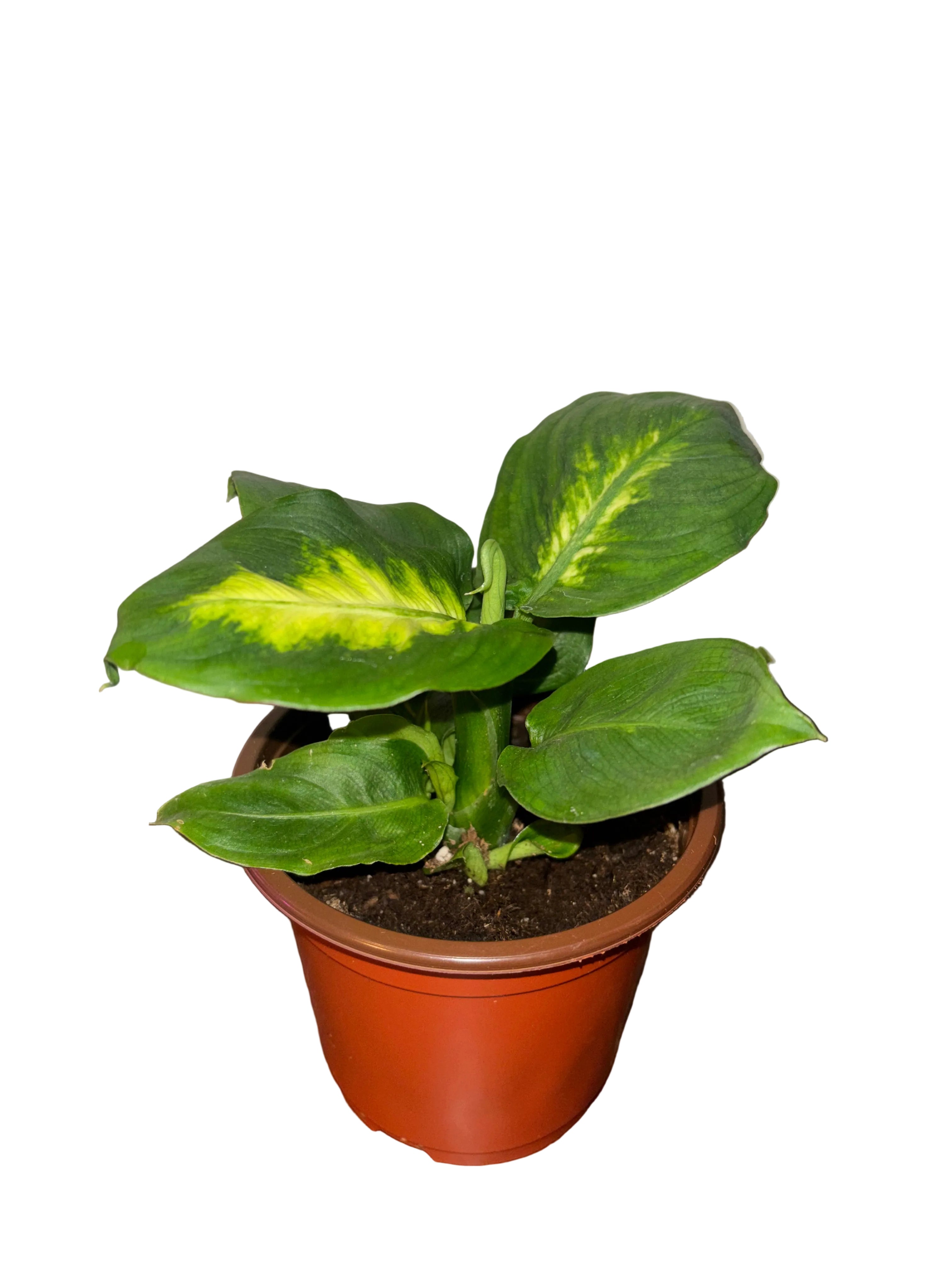 Dieffenbachia Camille