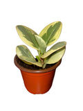Peperomia Obtusifolia Variegated