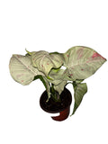 Syngonium Milk Confetti