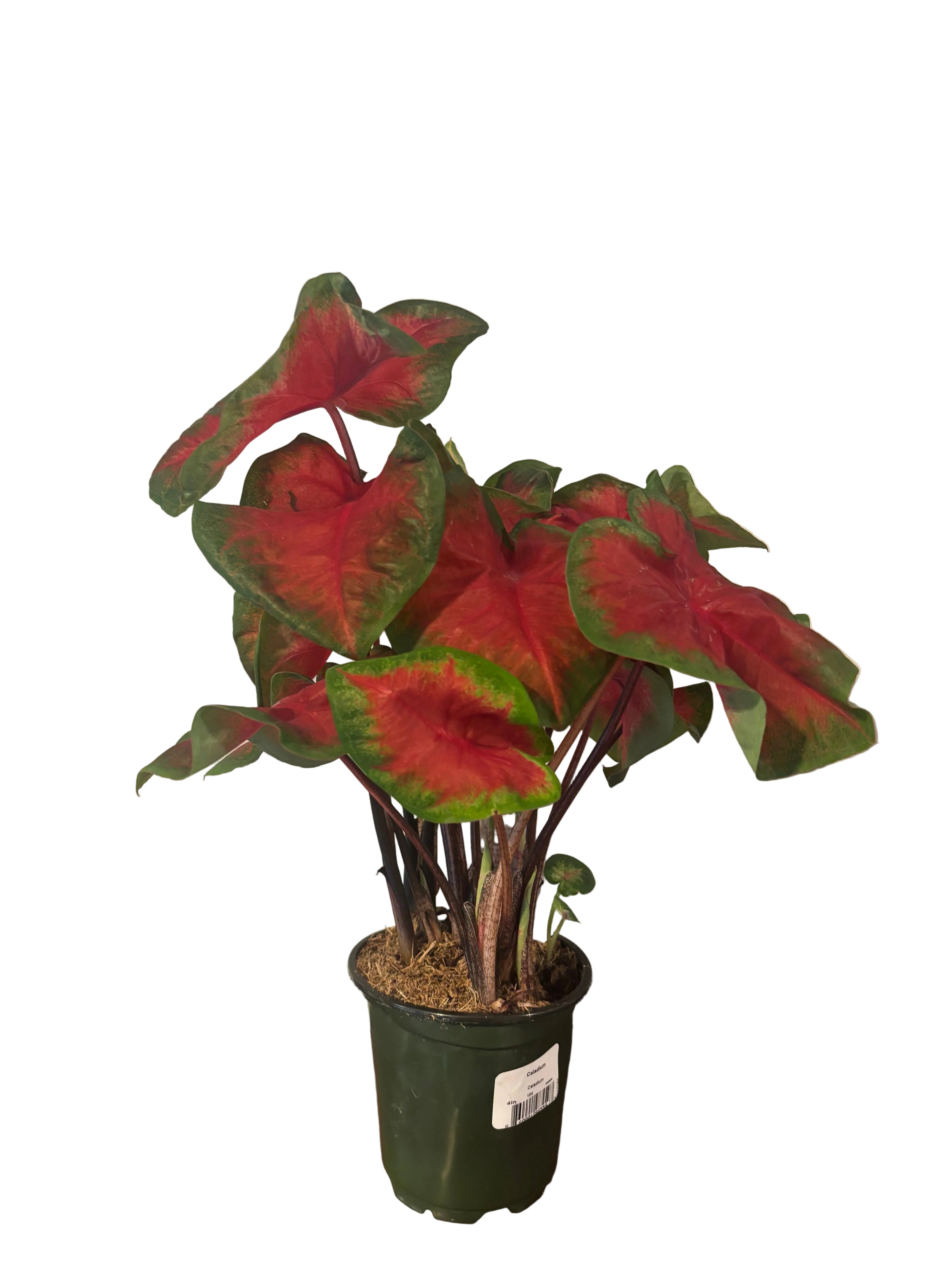 Caladium Postman Joyner