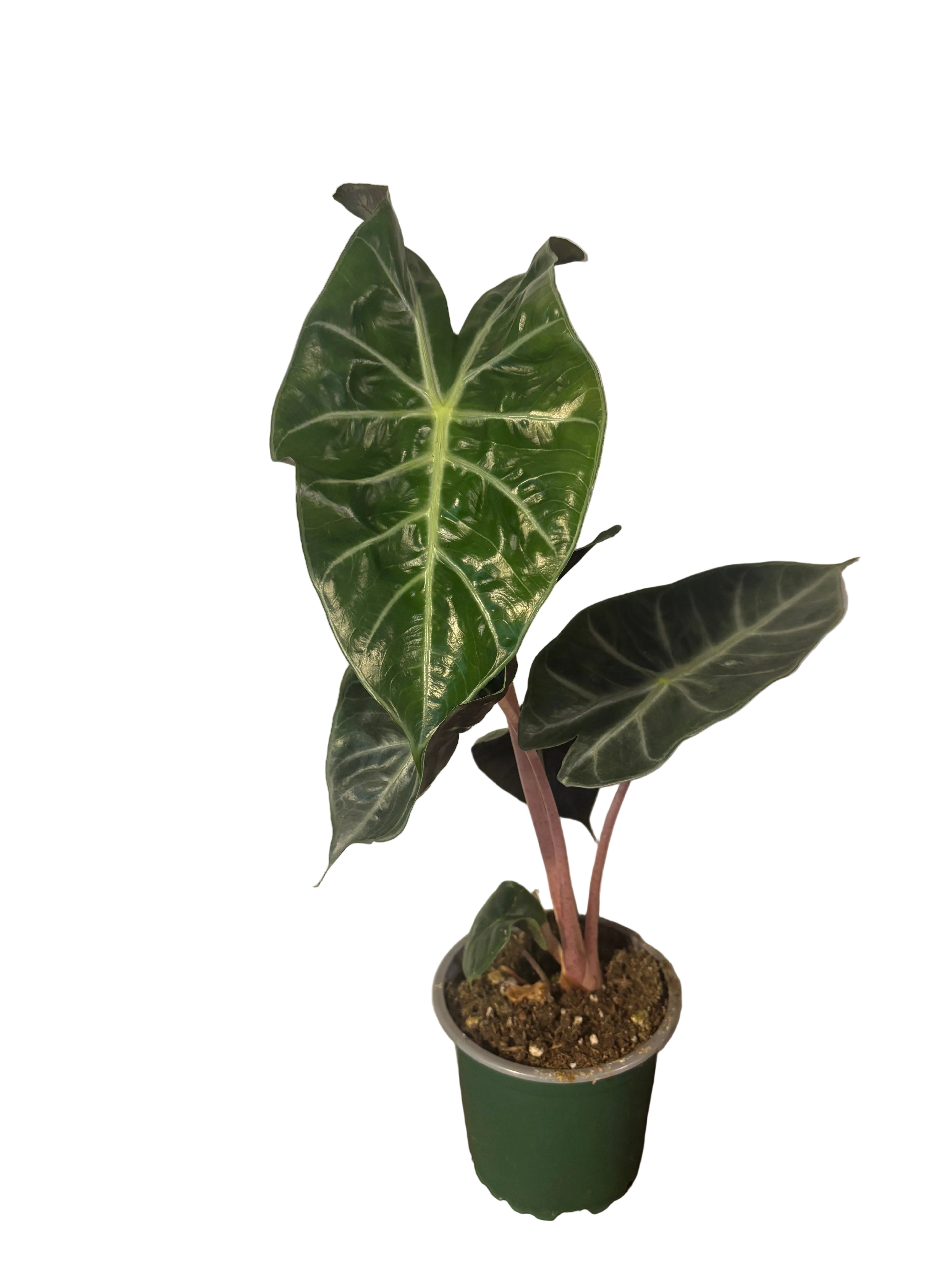 Alocasia Pink Dragon