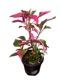 Alternanthera Party Time