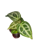 Anthurium Crystallinum X Silver blush