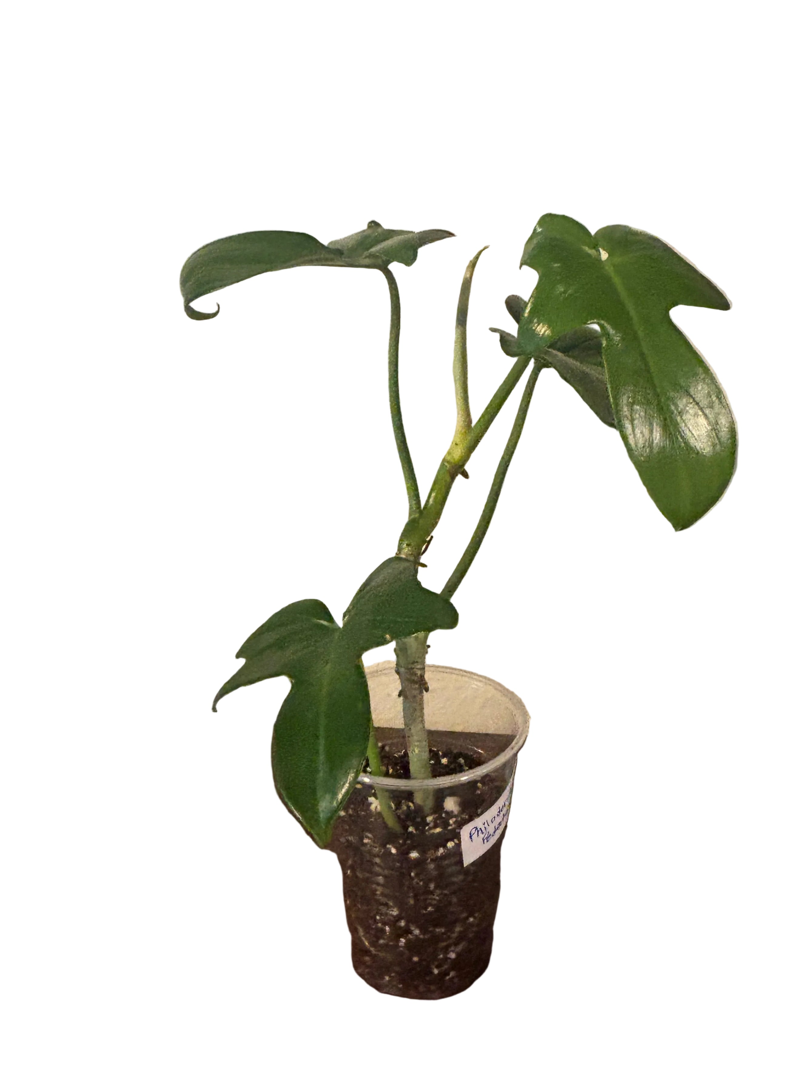 Philodendron Pedatum