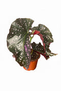Begonia Cracklin Rosie