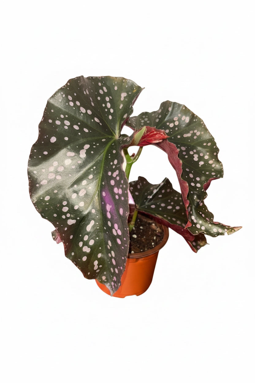 Begonia Cracklin Rosie