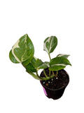 Njoy Pothos
