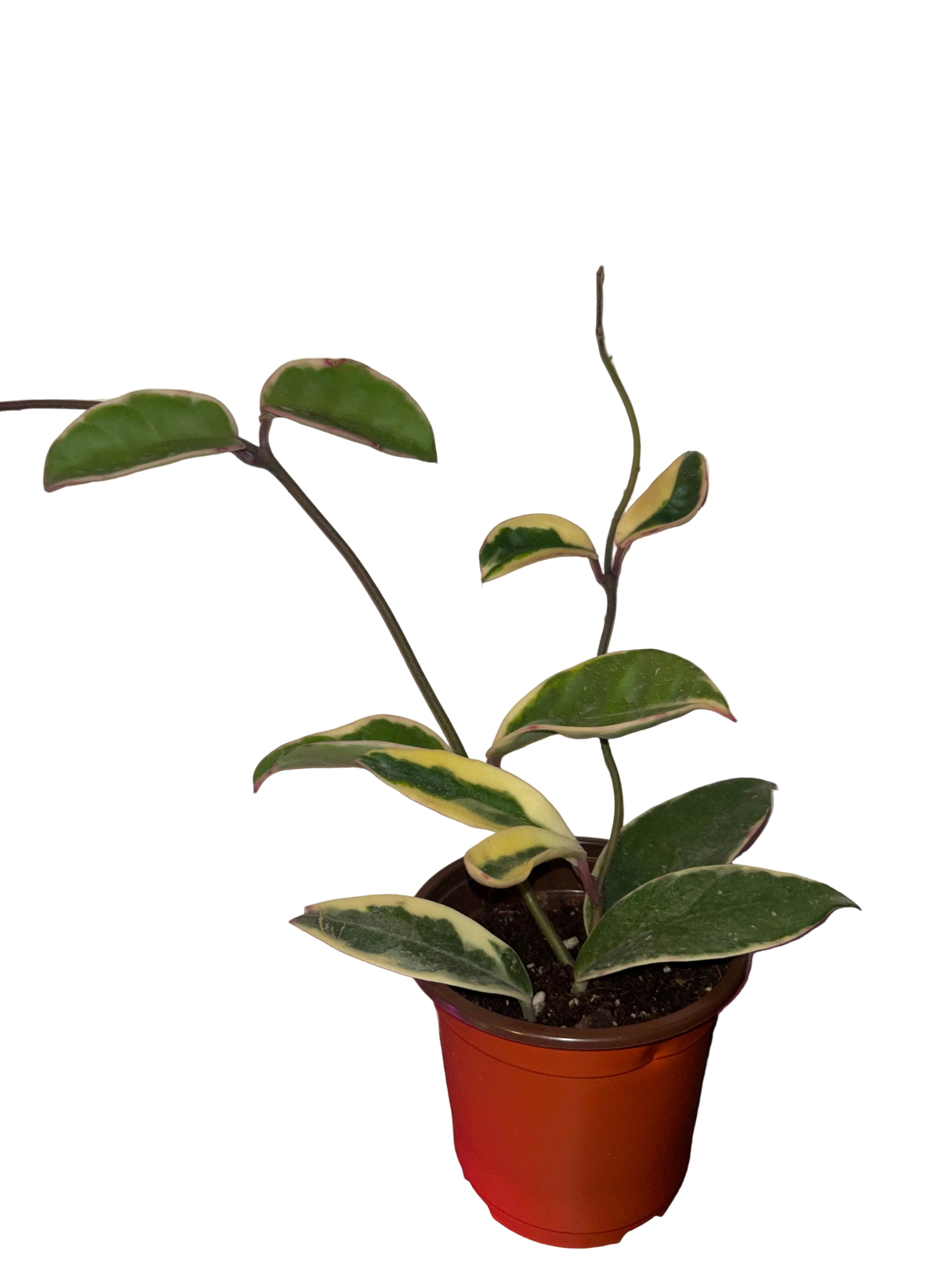Hoya Krimson Queen