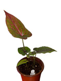 Cyrtosperma Johnstonii