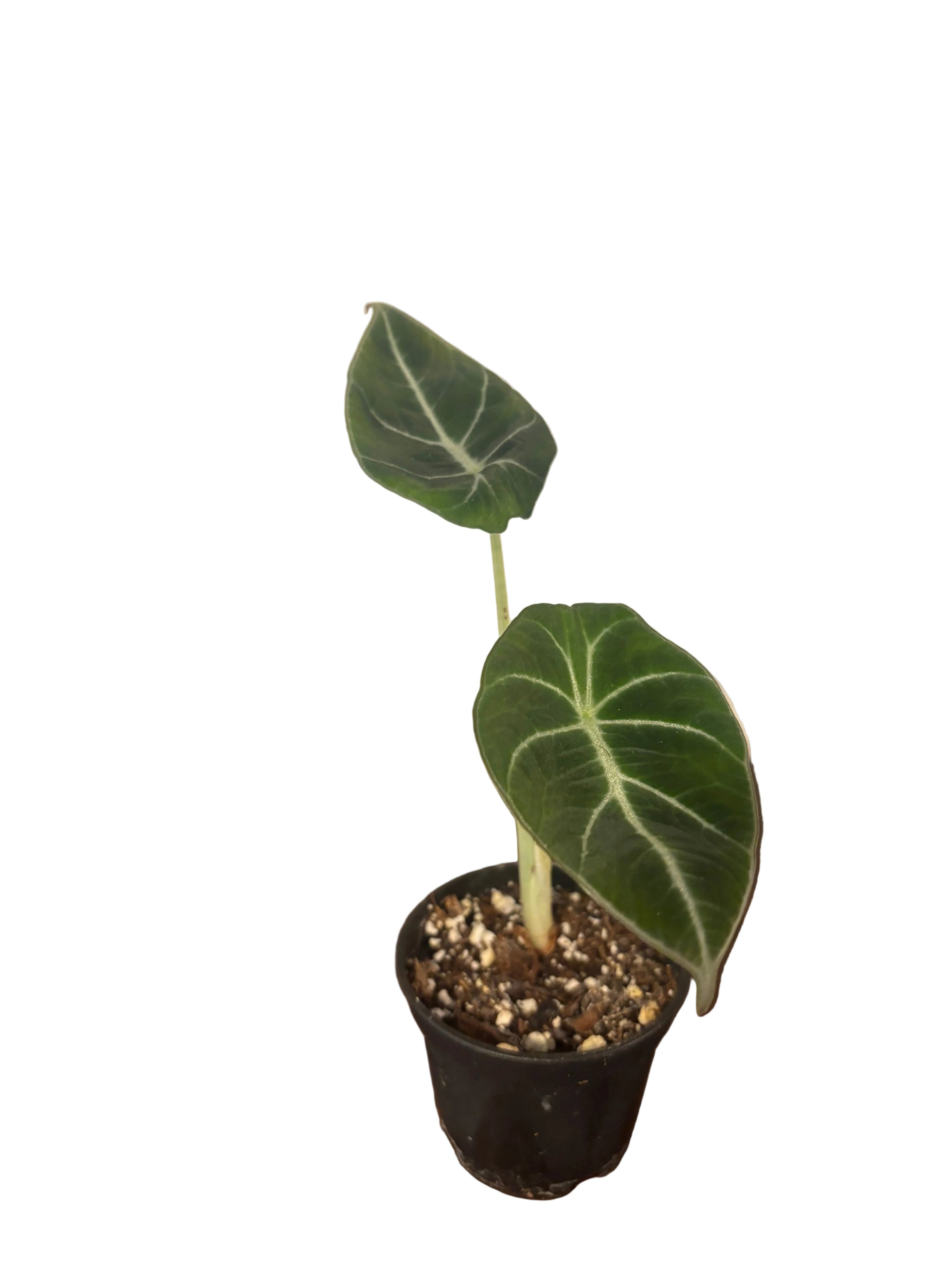 Alocasia Reginula Black Velvet