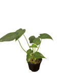 Alocasia Gagaena Calidora