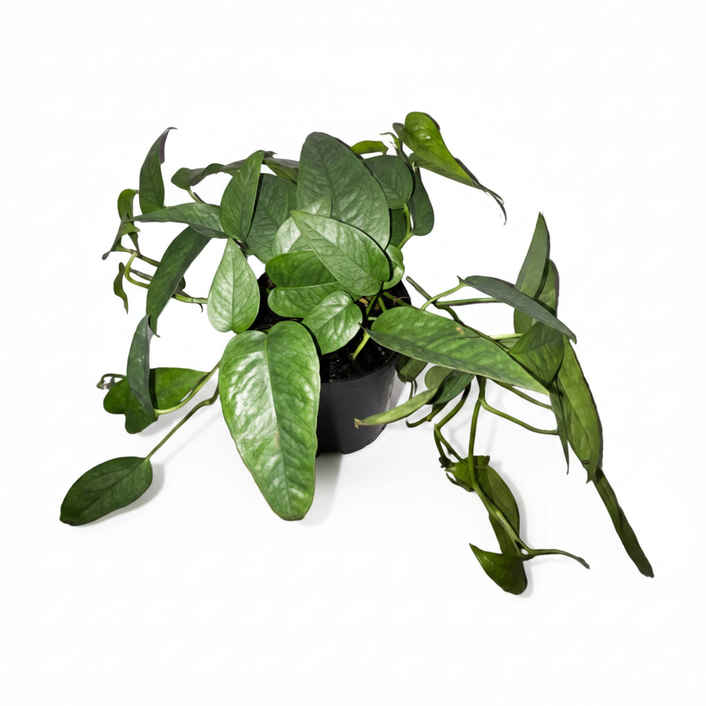 Epipremnum pinnatum “Cebu Blue”