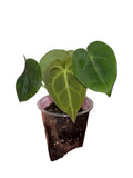 Anthurium Clarinervium