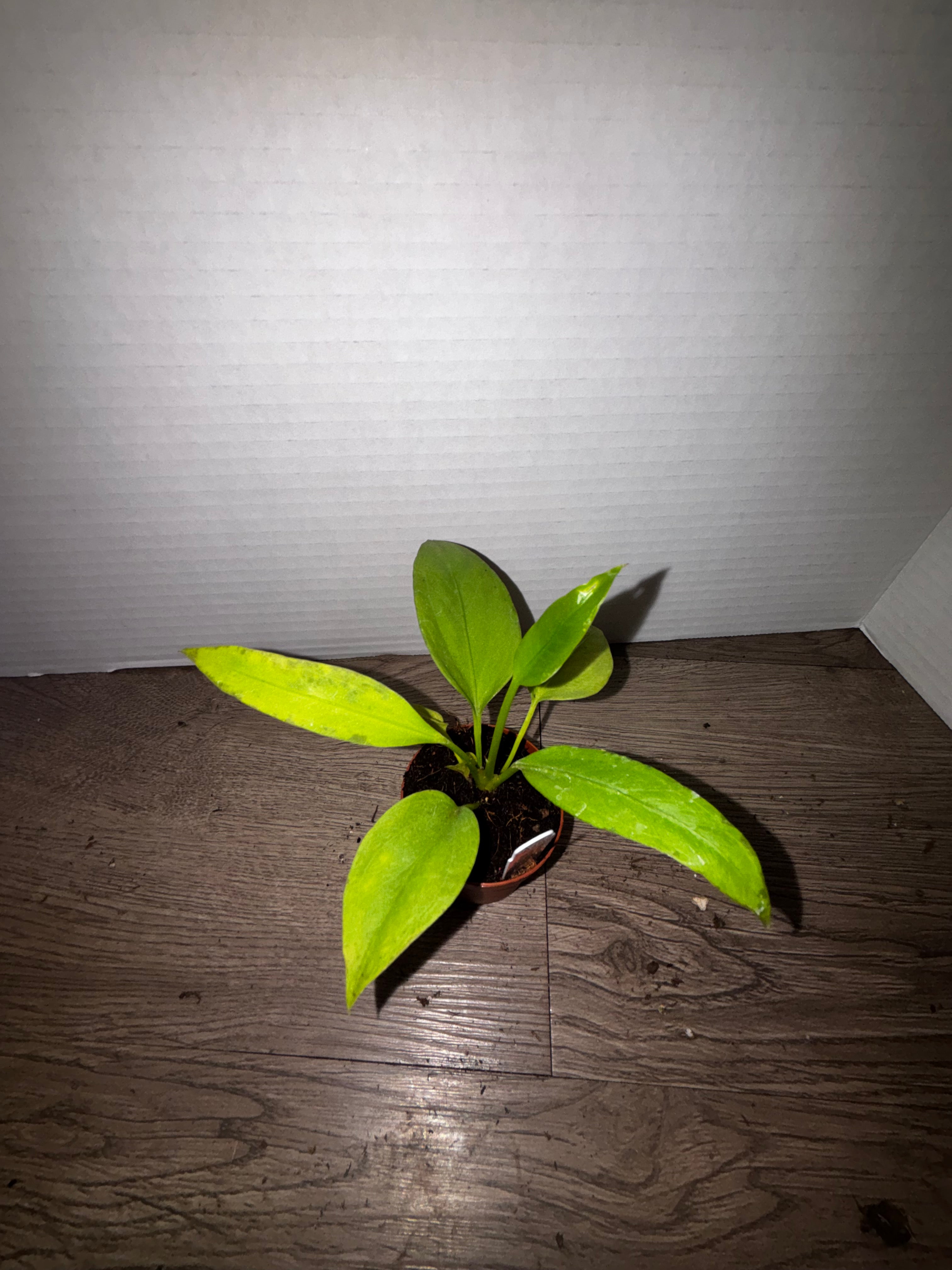 Anthurium Vittarifolium