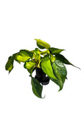 Philodendron Brasil