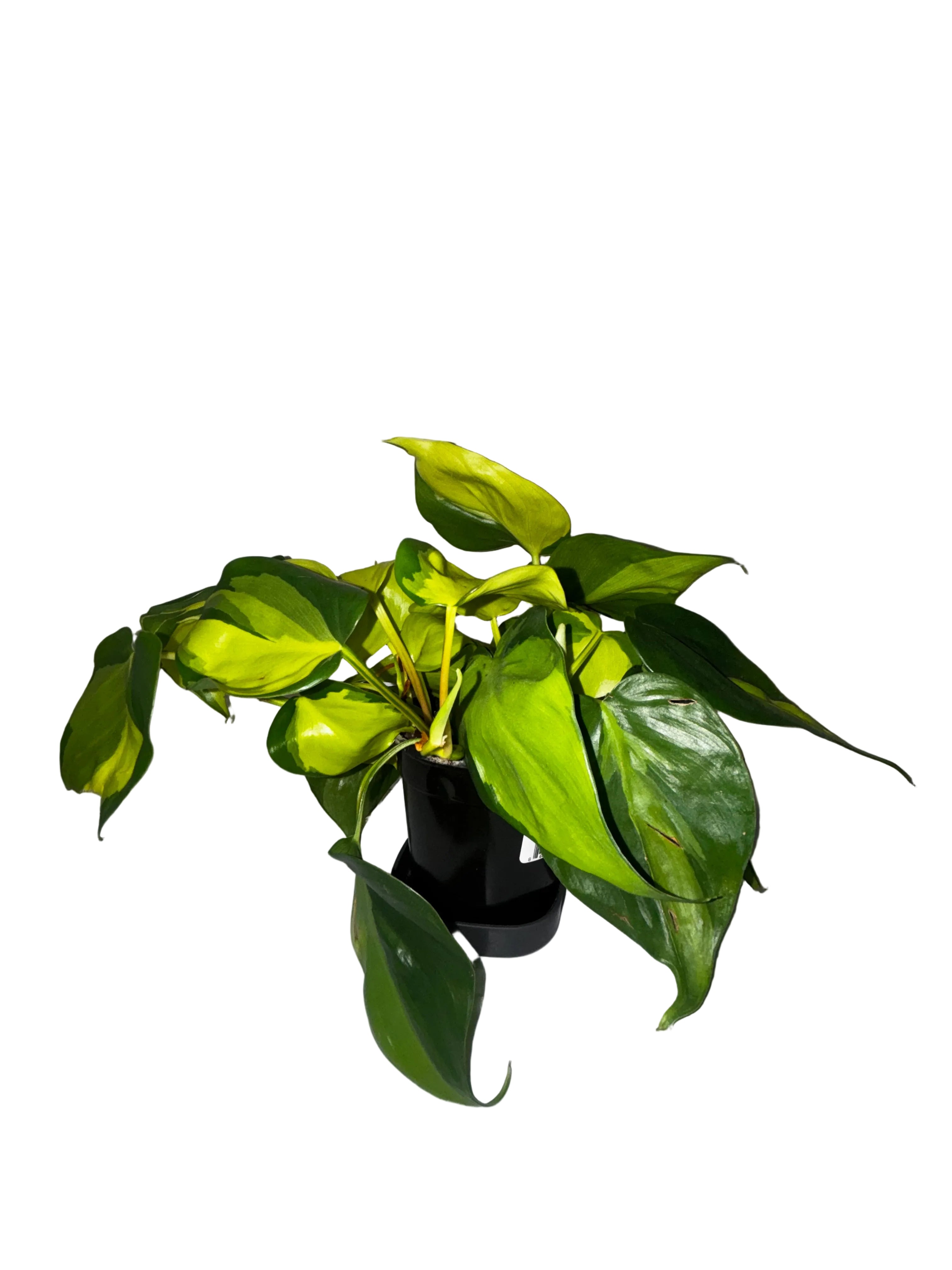 Philodendron Brasil