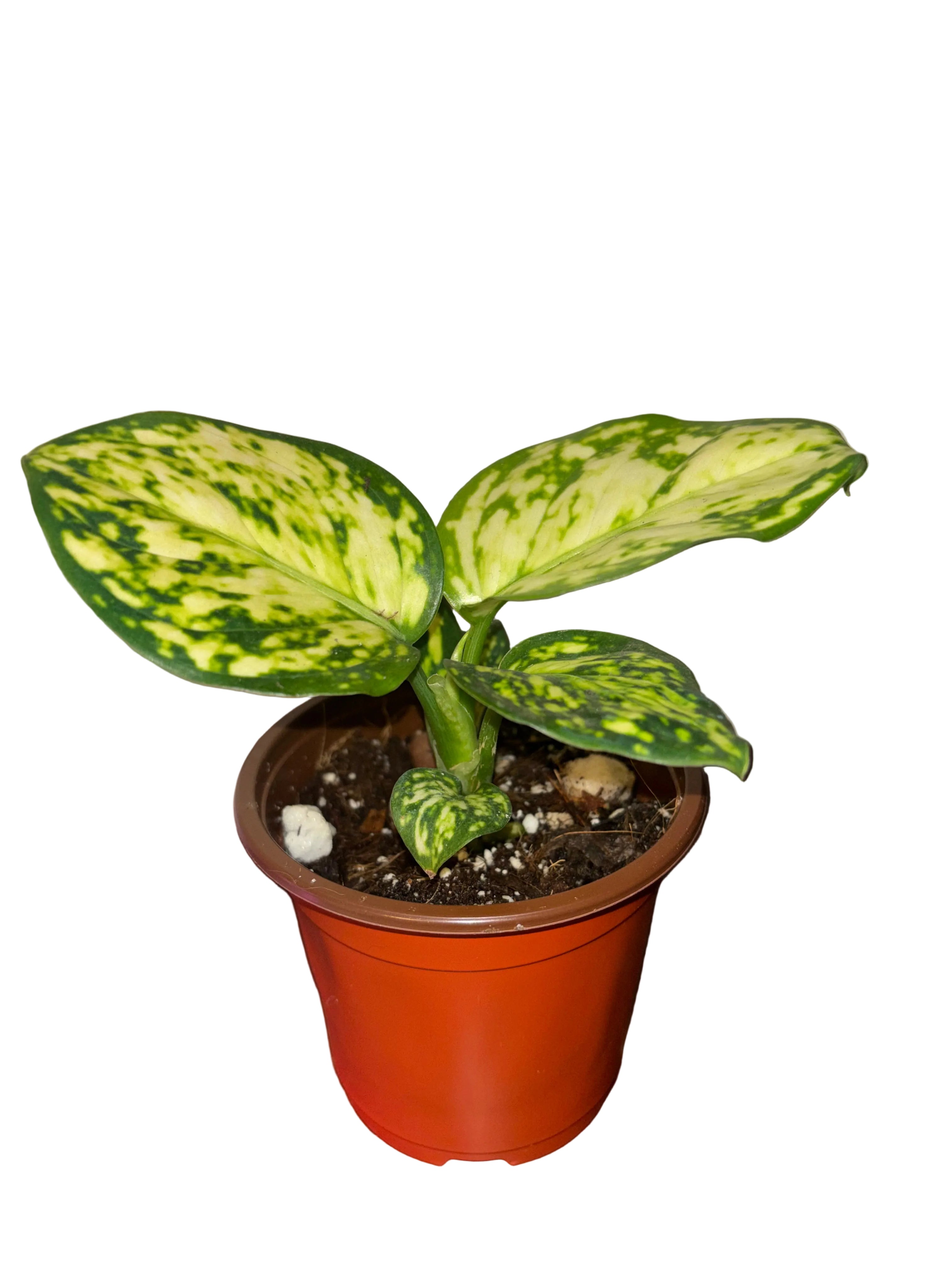 Aglaonema White Ruyi