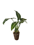 Syngonium Wendlandii “Silver Goose”