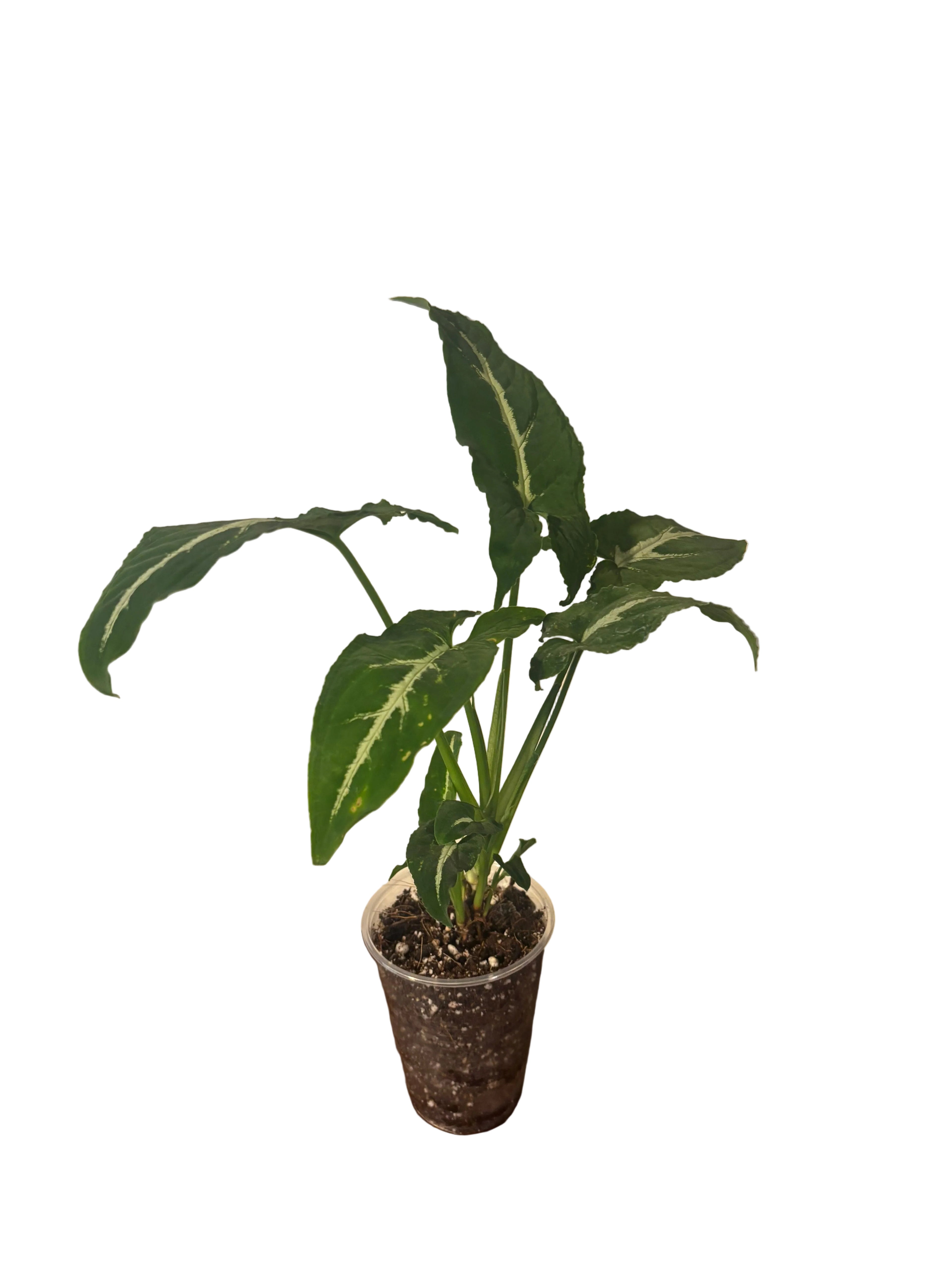 Syngonium Wendlandii “Silver Goose”