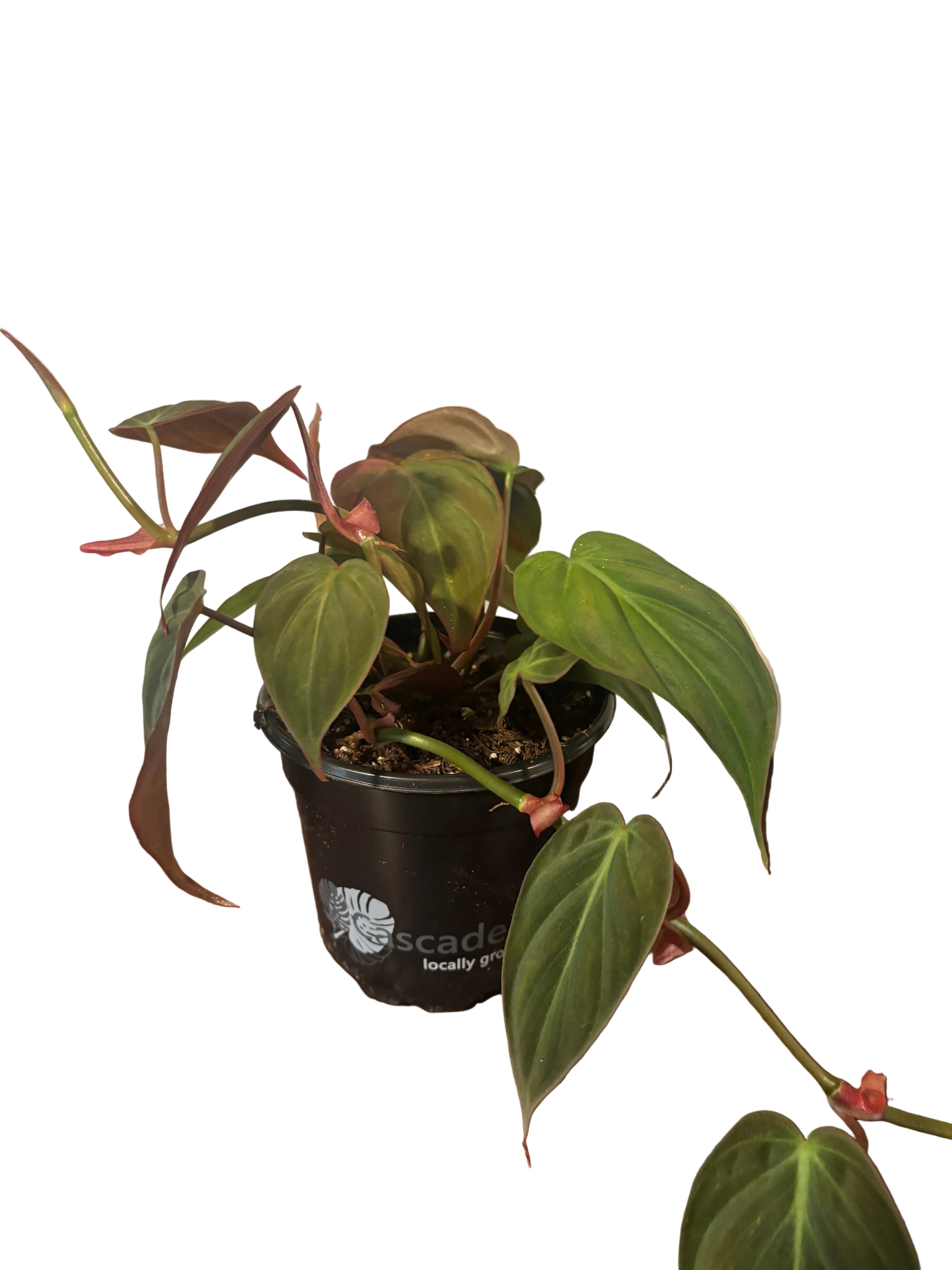 Philodendron Micans