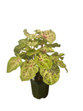 Caladium Miss Muffet