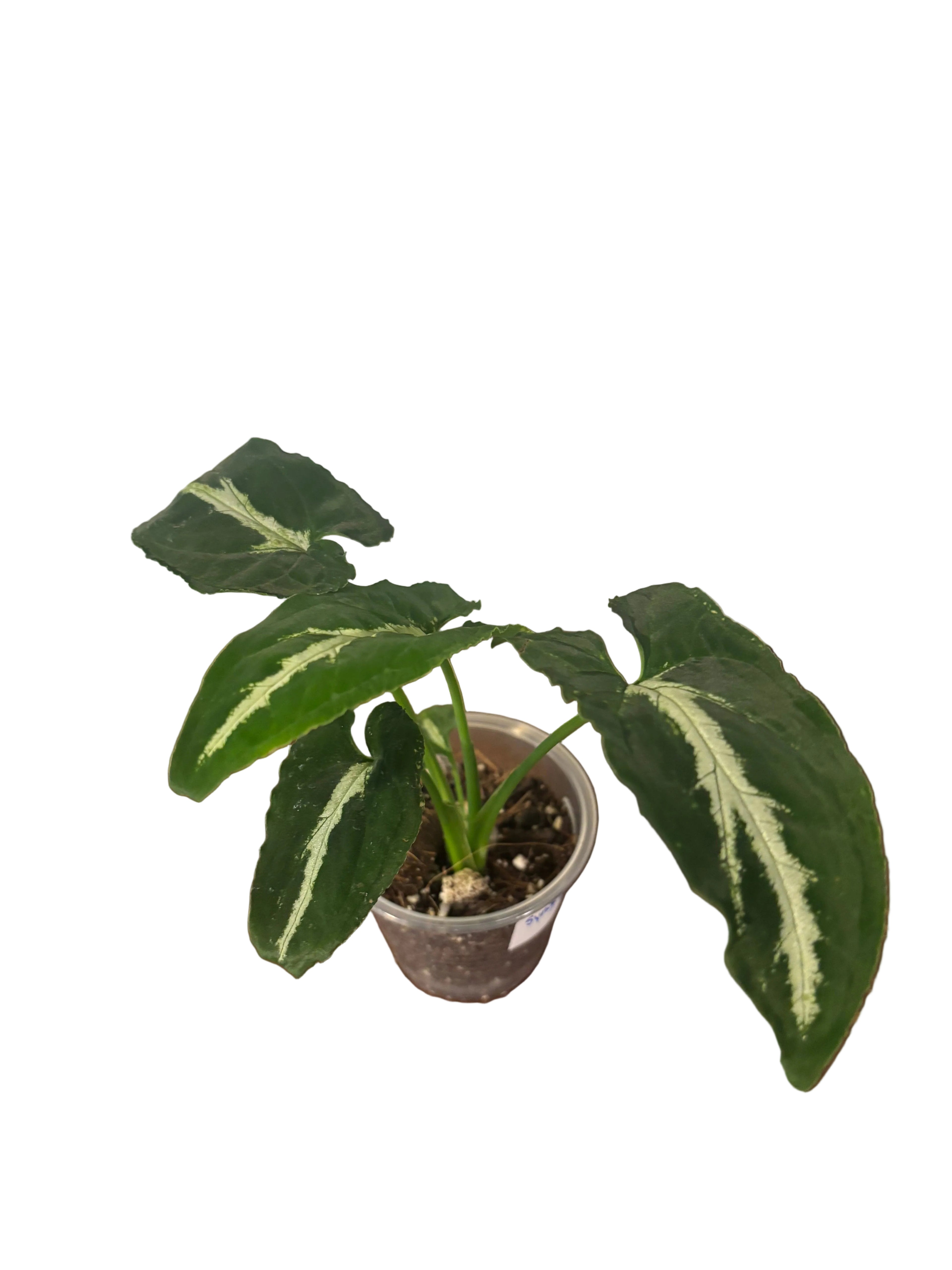 Syngonium Wendlandii “Silver Goose”