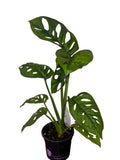 Monstera Adansonii