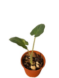 Alocasia Lauterbachia